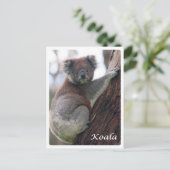 Carte Postale Australie - Koala - (Debout devant)
