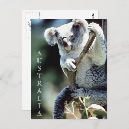 Carte Postale Australie Koala Bear (Devant / Derrière)