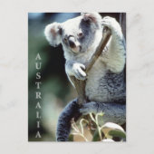 Carte Postale Australie Koala Bear (Devant)