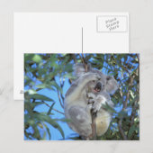 Carte Postale Australie, Koala Phasclarctos Cinereus) (Devant / Derrière)