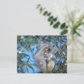 Carte Postale Australie, Koala Phasclarctos Cinereus) (Debout devant)