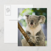 Carte Postale Australie, Queensland, Brisbane, Fig Tree (Devant / Derrière)