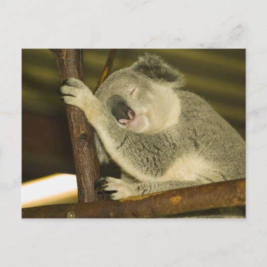 Carte Postale Australie, Queensland, Brisbane. Fig Tree (Devant)