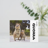 Carte Postale Australie Quokka (Debout devant)