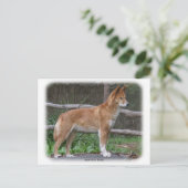 Carte Postale Australien Dingo 9Y209D-268 (Debout devant)