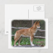 Carte Postale Australien Dingo 9Y209D-268 (Devant / Derrière)