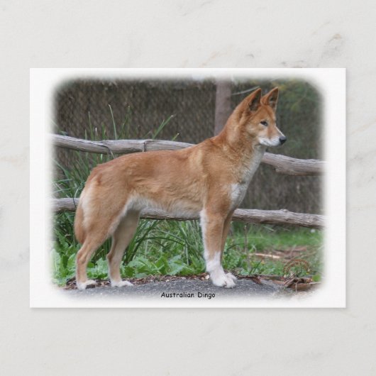 Carte Postale Australien Dingo 9Y209D-268 (Devant)