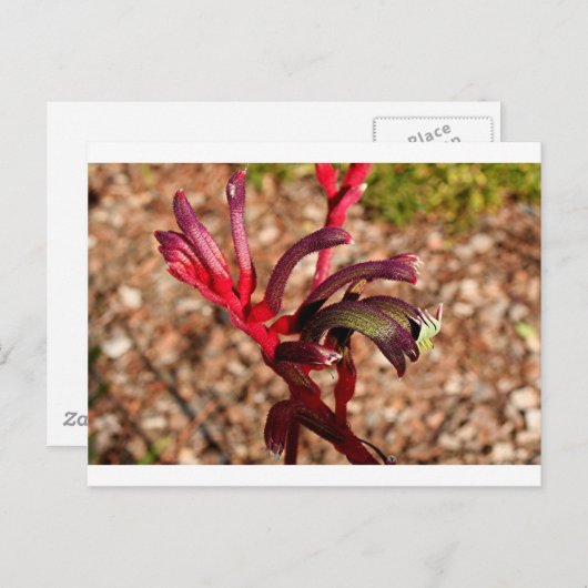 Carte Postale Australien Kangaroo Paw fleur en fleur 2 (Devant / Derrière)