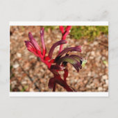 Carte Postale Australien Kangaroo Paw fleur en fleur 2 (Devant)
