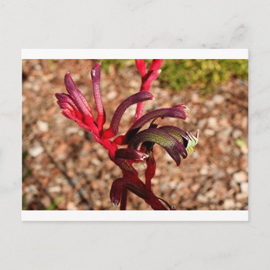 Carte Postale Australien Kangaroo Paw fleur en fleur 2 (Devant)