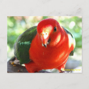 Carte Postale Australien King Parrot