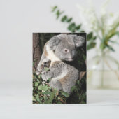 Carte Postale Australien Koala (Debout devant)
