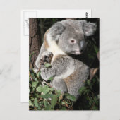 Carte Postale Australien Koala (Devant / Derrière)