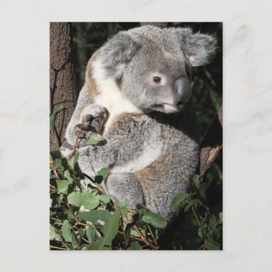 Carte Postale Australien Koala (Devant)
