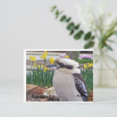 Carte Postale Australien Kookaburra (Debout devant)