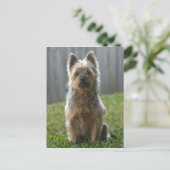 Carte Postale Australien Silky Terrier (Debout devant)