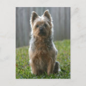 Carte Postale Australien Silky Terrier (Devant)