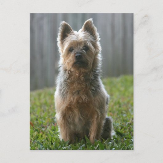 Carte Postale Australien Silky Terrier (Devant)