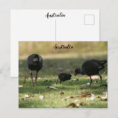 Carte Postale Australien Swamphen pourpre et poussin de bébé (Devant / Derrière)