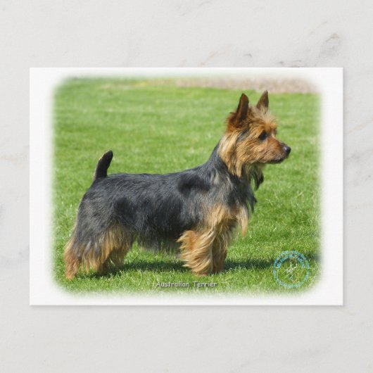 Carte Postale Australien Terrier 9R044D-62 (Devant)