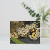 Carte postale australienne Eucalyptus Fleur & Frui (Debout devant)