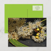 Carte postale australienne Eucalyptus Fleur & Frui (Devant / Derrière)