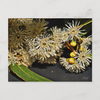 Carte postale australienne Eucalyptus Fleur & Frui