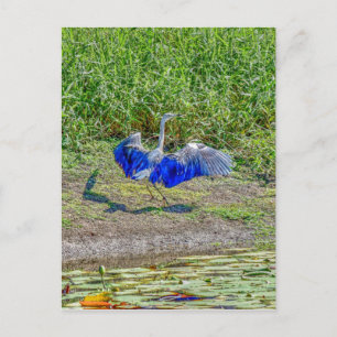 CARTE POSTALE AUSTRALIENNE OISEAU STORK AUSTRALIE AVEC EFFETS AR