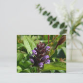 Carte Postale Autoguérison, Plante médicinal, île Unalaska (Debout devant)