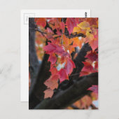 Carte Postale Automne (Devant / Derrière)