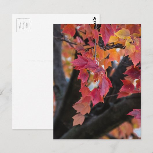 Carte Postale Automne (Devant / Derrière)