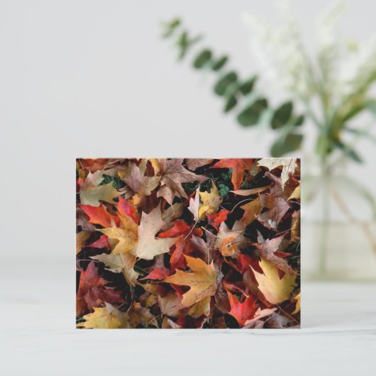 Carte Postale Automne (Debout devant)