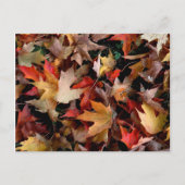 Carte Postale Automne (Devant)