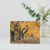 Carte Postale Automne (Debout devant)