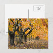 Carte Postale Automne (Devant / Derrière)