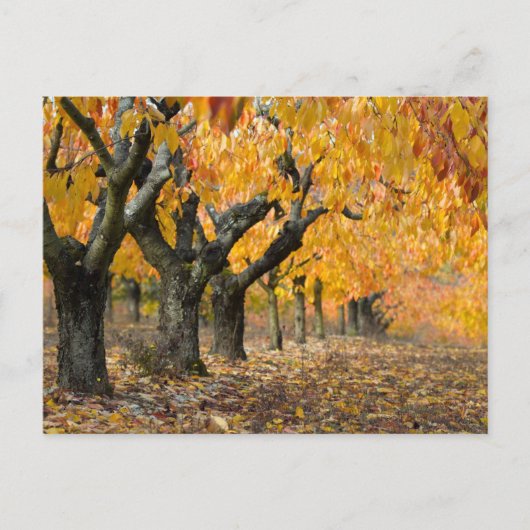 Carte Postale Automne (Devant)