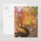 Carte Postale Automne (Devant / Derrière)