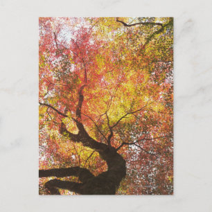 Carte Postale Automne