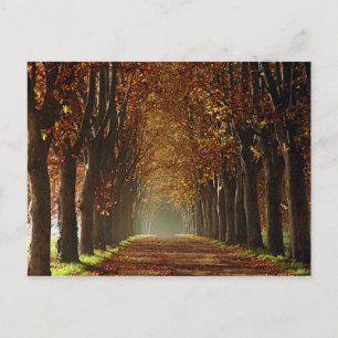 Carte Postale automne