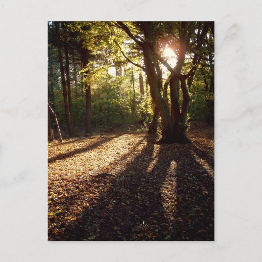 Carte Postale Automne | (Devant)