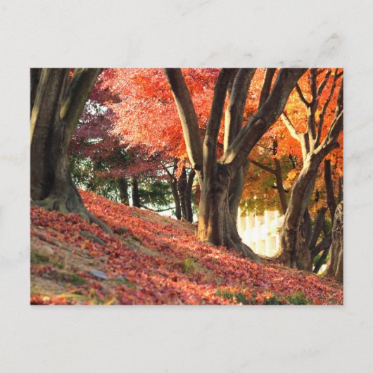 Carte Postale Automne (Devant)