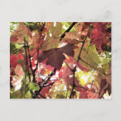 CARTE POSTALE AUTOMNE (Devant)