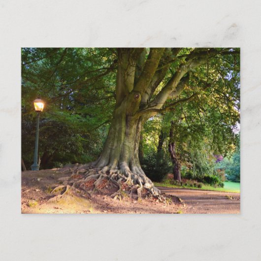 Carte Postale Automne  (Devant)