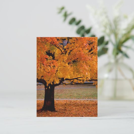 Carte Postale automne (1) (Debout devant)