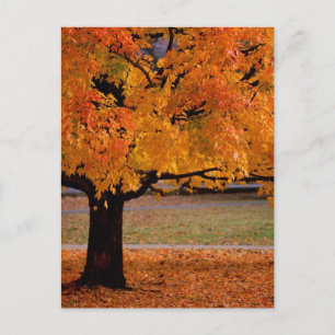 Carte Postale automne (1)