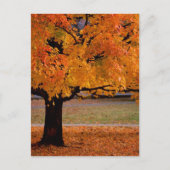 Carte Postale automne (1) (Devant)