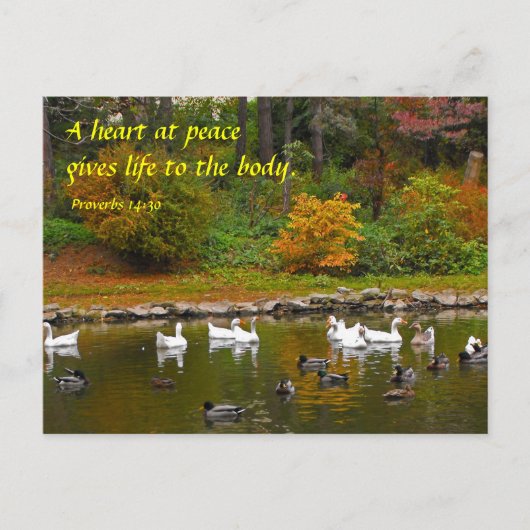 Carte Postale Automne à l'étang de canard (Devant)