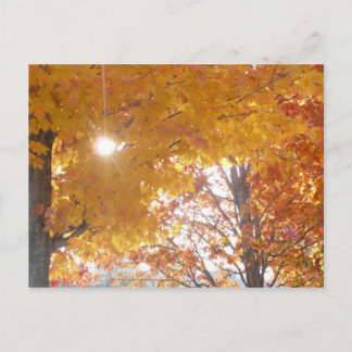 Carte Postale Automne à Montréal