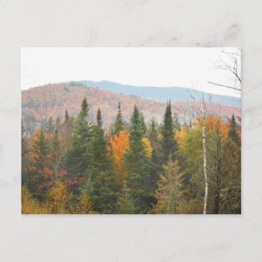 Carte Postale Automne Adirondacks Arbres paysage paysage (Devant)