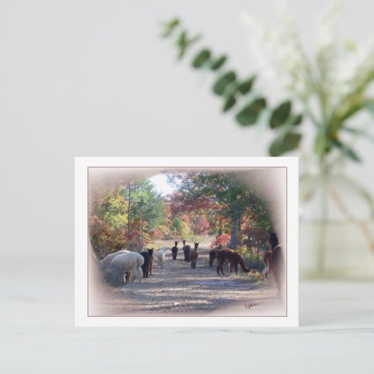 Carte postale Automne Alpaca (Debout devant)